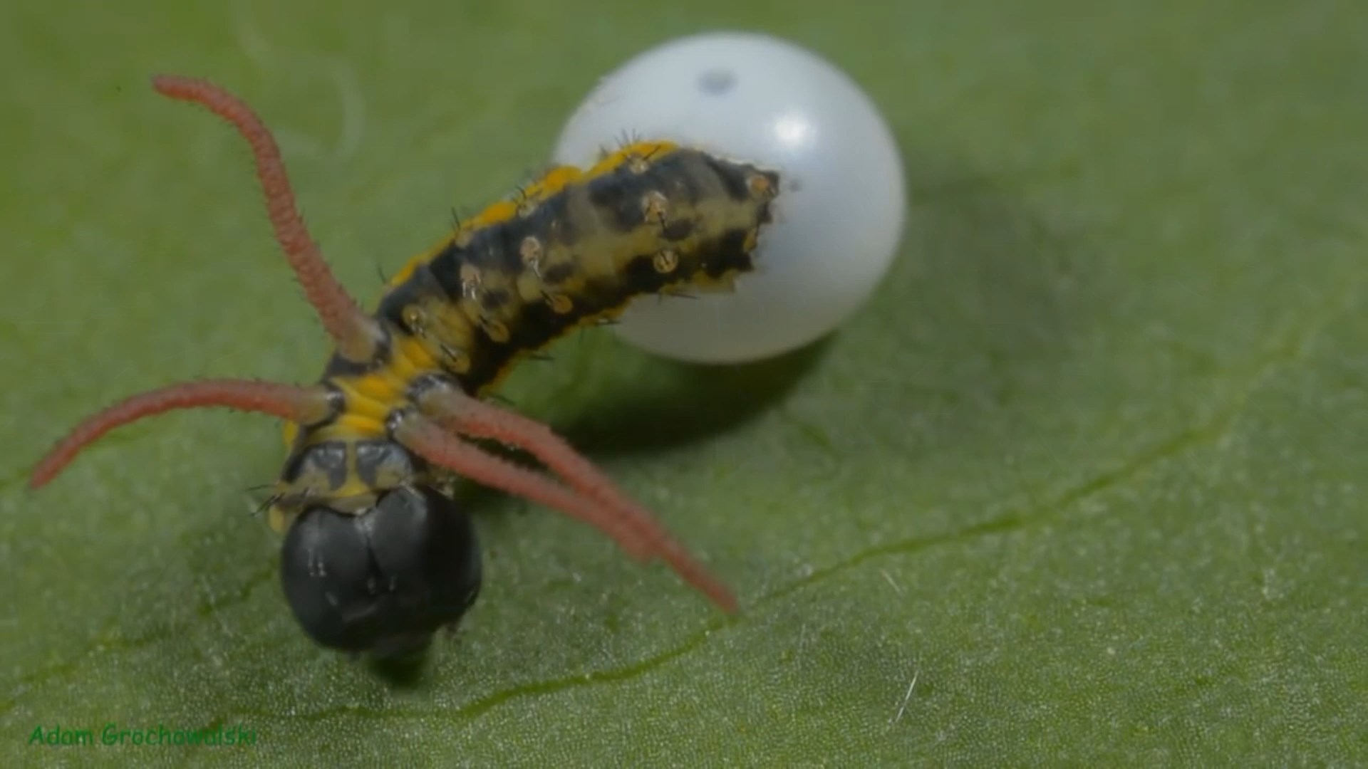 Full life cycle of Far Eastern Bramea - Butterfly, Caterpillar, Life cycle, Metamorphosis, Insects, Video, Longpost