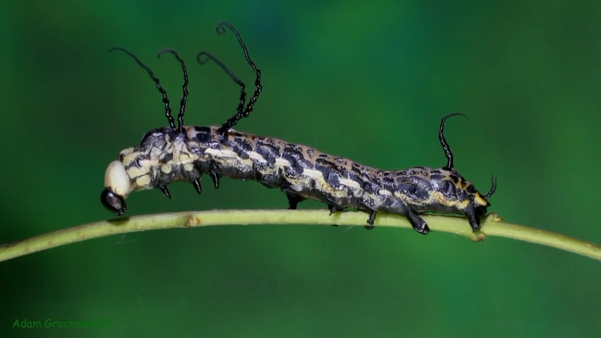 Full life cycle of Far Eastern Bramea - Butterfly, Caterpillar, Life cycle, Metamorphosis, Insects, Video, Longpost