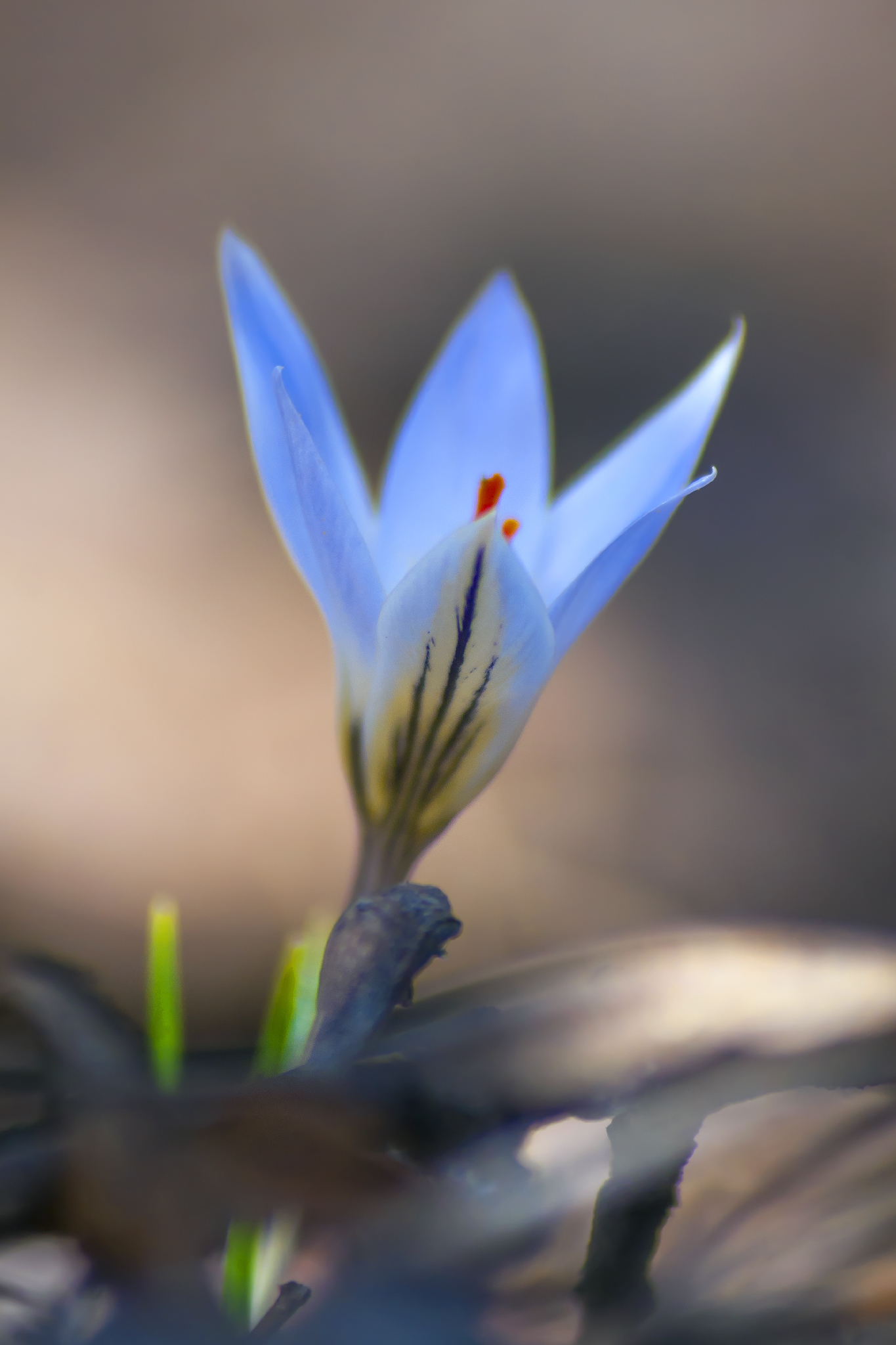 February wild crocuses - My, crocuses, Saffron, February, Beshtau, Longpost