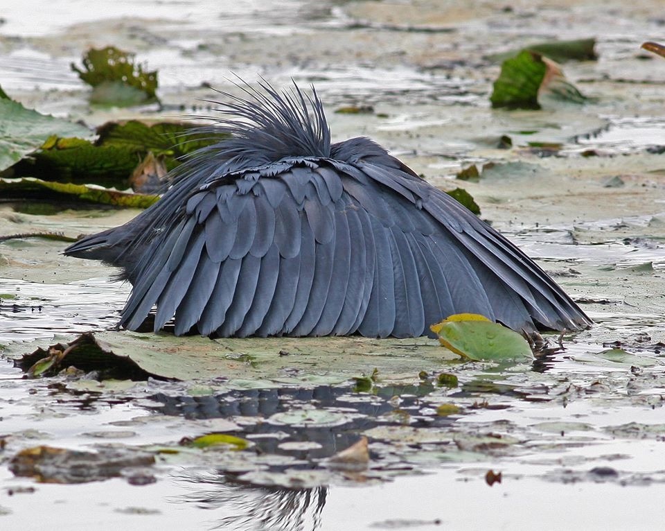 black heron - Heron, Black Heron, The photo, Longpost