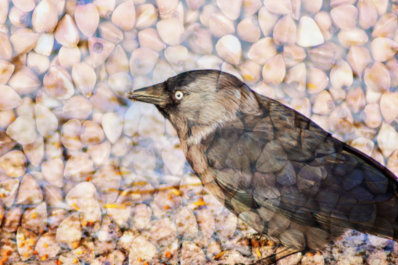 How to break a bird - My, Trough, Birds, Matrix failure, Humor, Jackdaw, Longpost