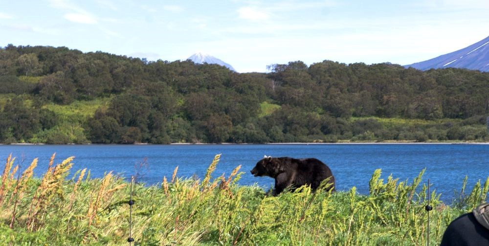 Kamchatka, Kurilskoe, bears - My, Kamchatka, The Bears, Longpost, Ilyinsky Volcano, Kuril lake