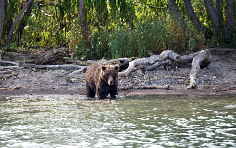 Kamchatka, Kurilskoe, bears - My, Kamchatka, The Bears, Longpost, Ilyinsky Volcano, Kuril lake