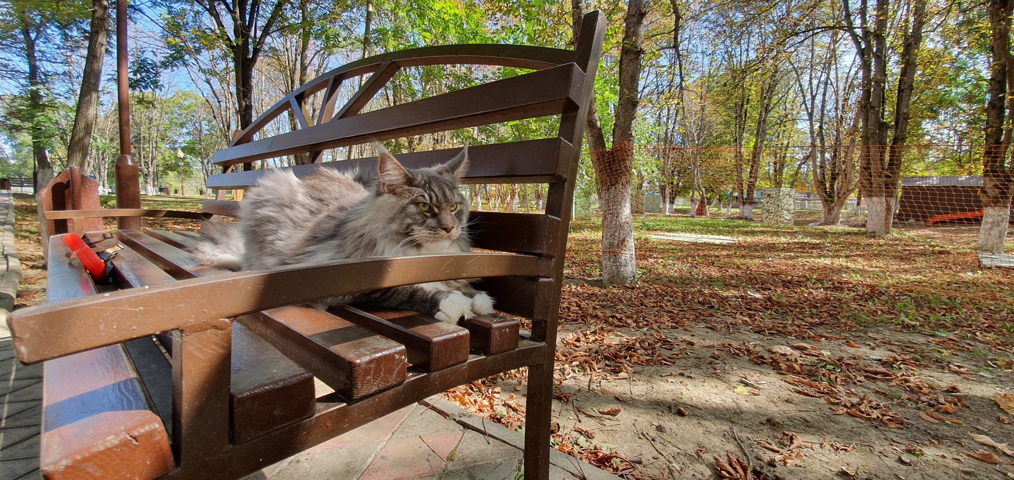 The story of one walk - My, Walk, Maine Coon, Longpost, cat