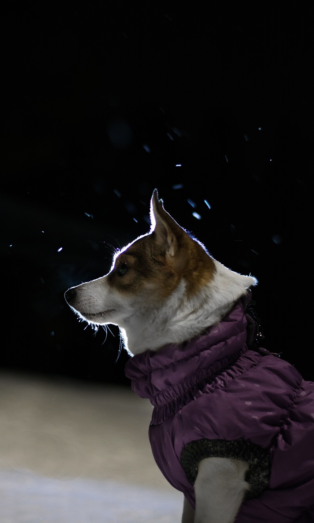 First experience of night photography - My, Cur, Pets, Animals, Dog, Night, The photo, Longpost