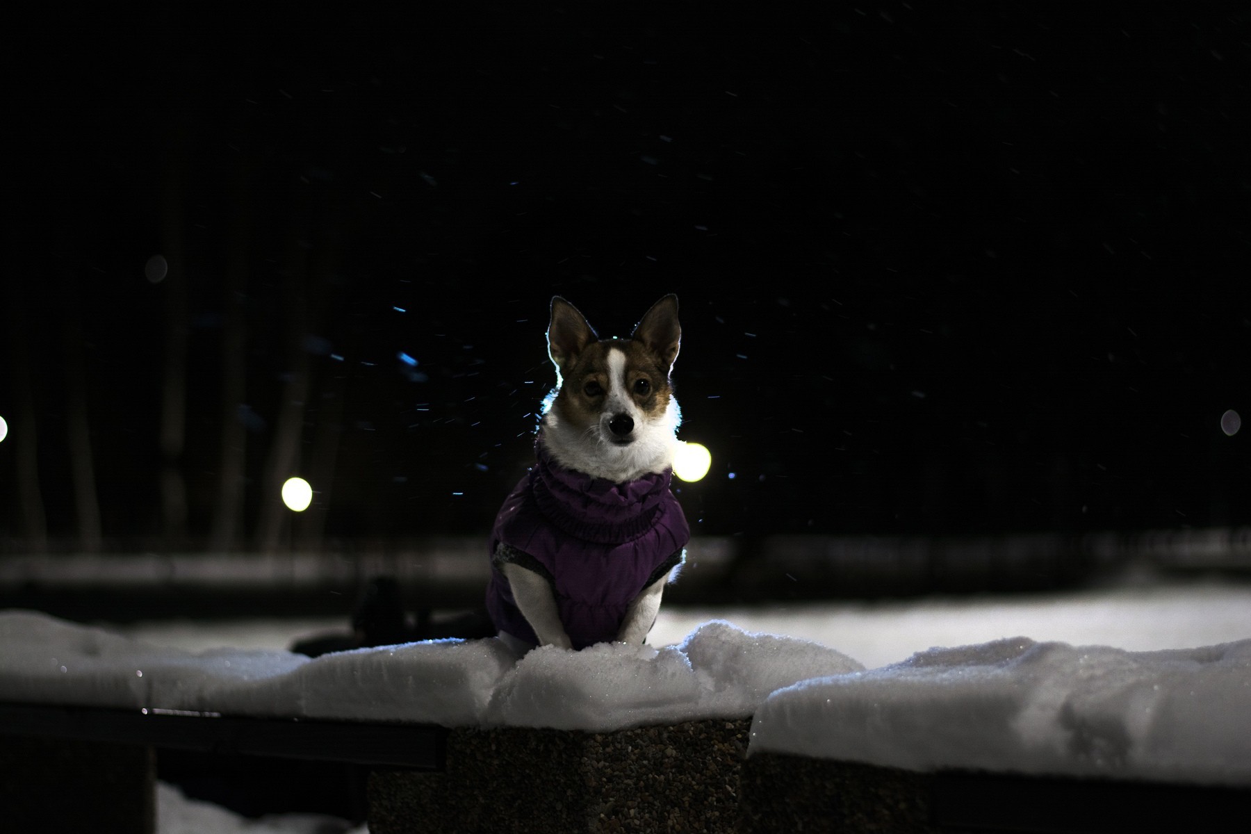 First experience of night photography - My, Cur, Pets, Animals, Dog, Night, The photo, Longpost