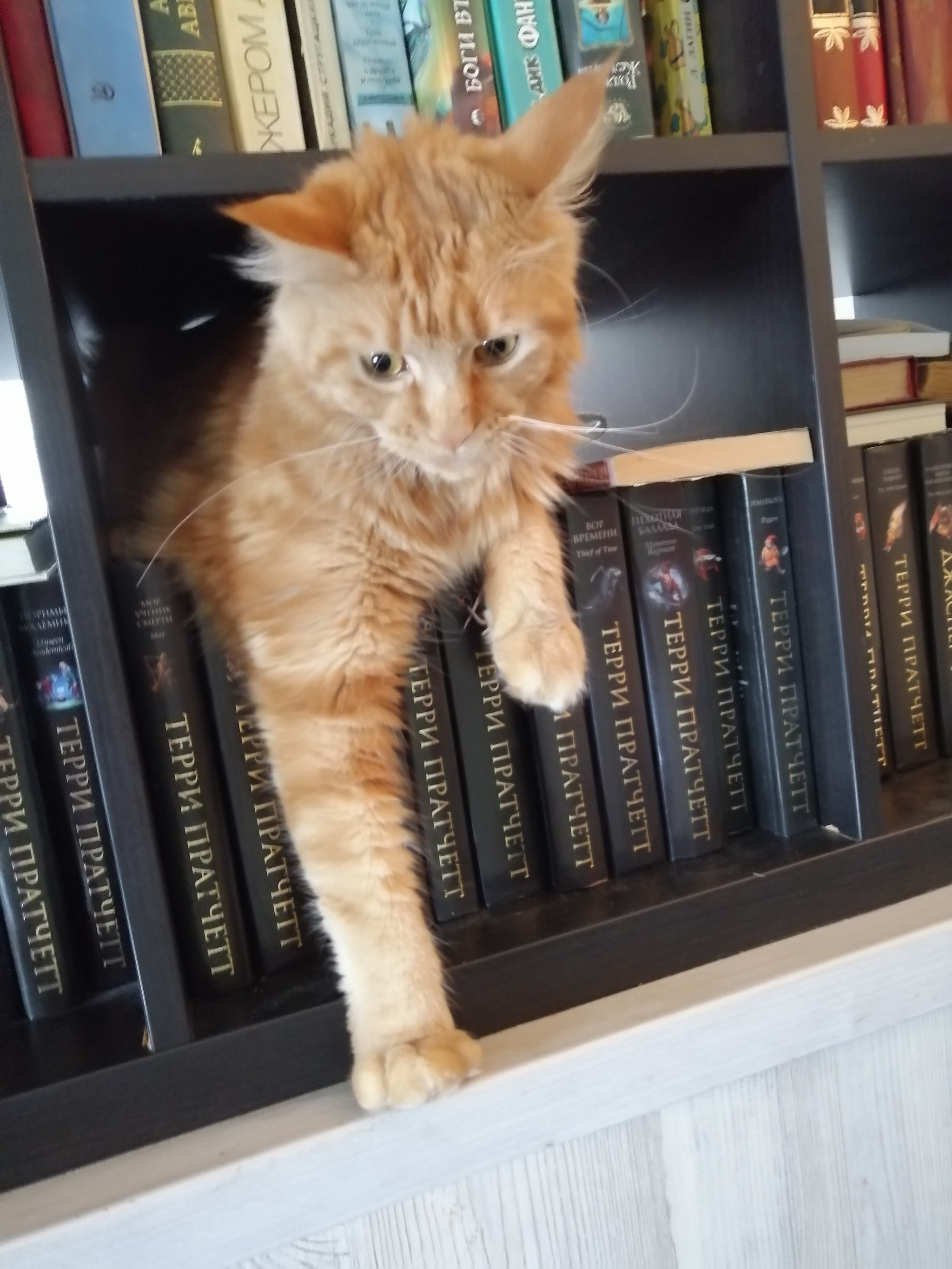 Reaches for knowledge - My, The photo, Maine Coon, cat