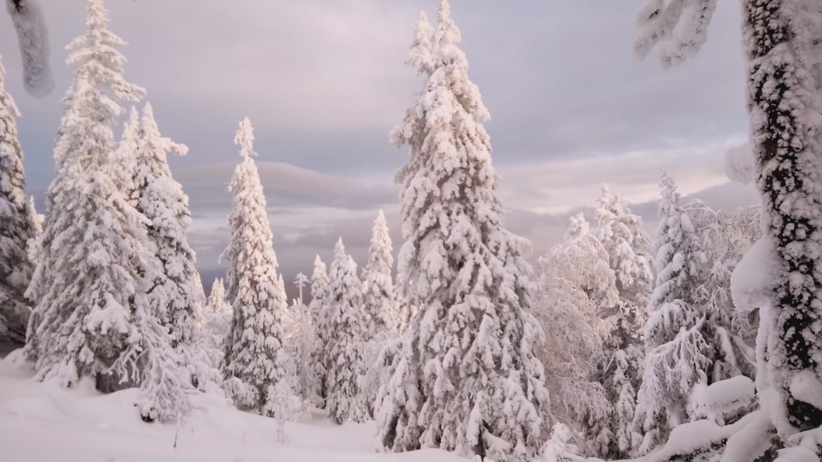 Ural. Zyuratkul - Landscape, Walk in the woods, Longpost