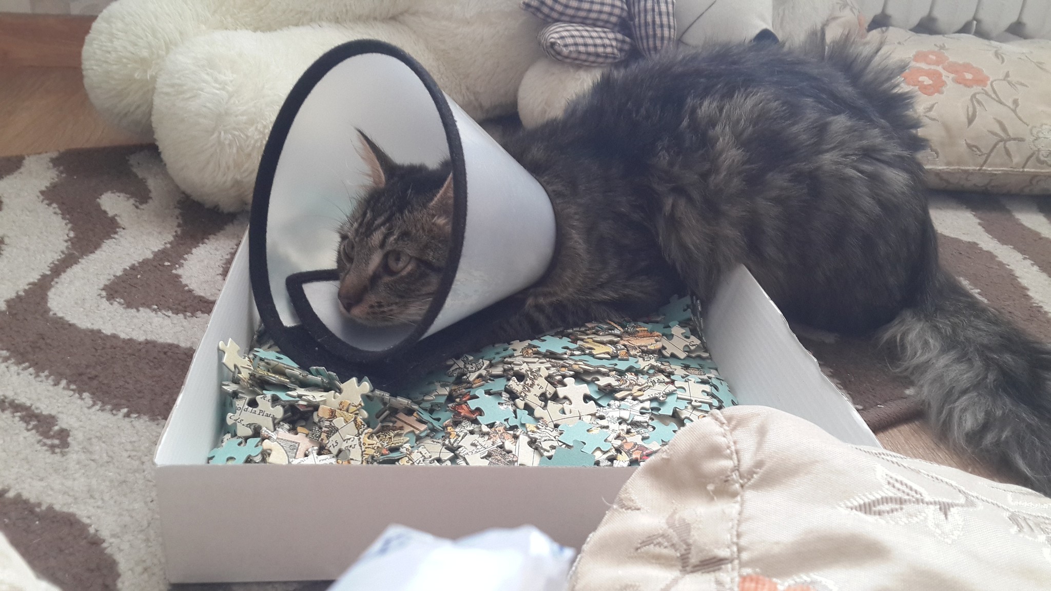 3 surgeries in a year and a half? Easily - My, cat, Catomafia, cat house, Longpost