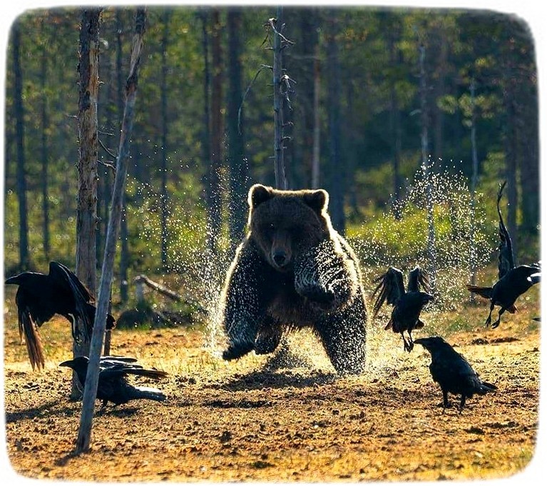 How crows taught a bear to fly - The Bears, The photo, wildlife, Crow, Longpost