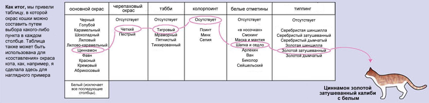 Какого цвета ваш кот ? - Кот, Цвет, Окрас, Классификация, Длиннопост, Котомафия