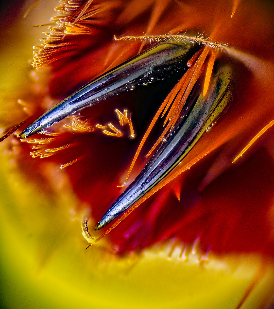 Soft paw of death - My, Macro photography, Microfilming, Spider, Bird spiders, Paws, Claws, Microscope