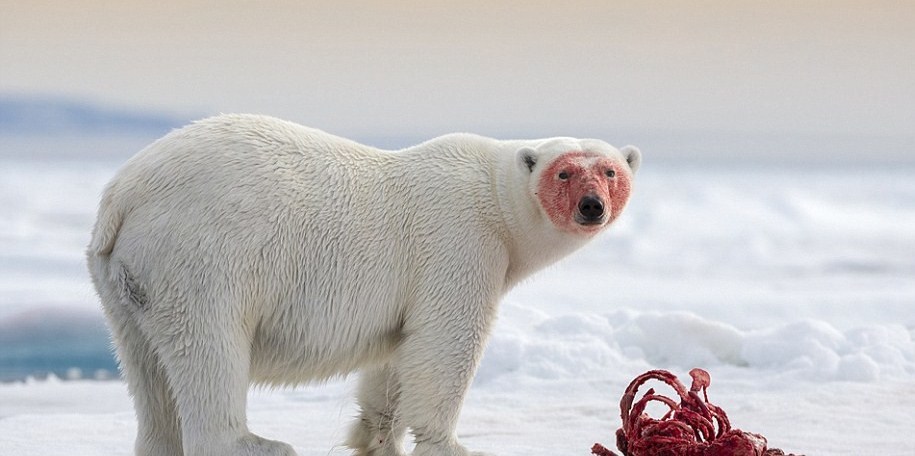 Unpleasant guest - My, Arctic, Barneo, The Bears, Longpost