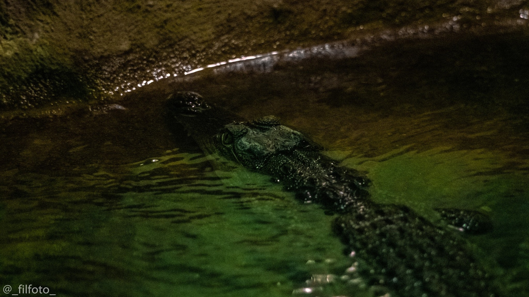 Going on a photo hunt to the zoo - My, Moscow Zoo, Zoo, Wild animals, The photo, Sony a99, Longpost