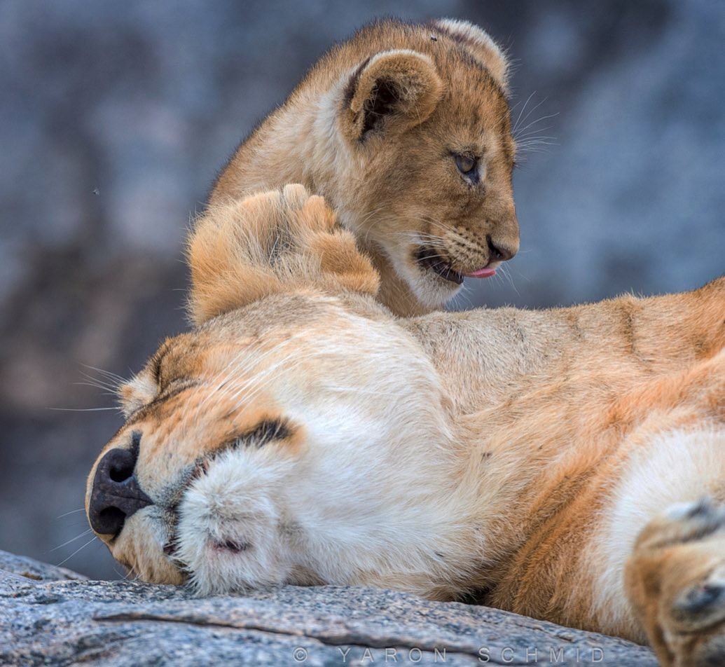 Kus - The photo, Animals, a lion, Young, Lion cubs, Big cats, Kus, Longpost, Milota