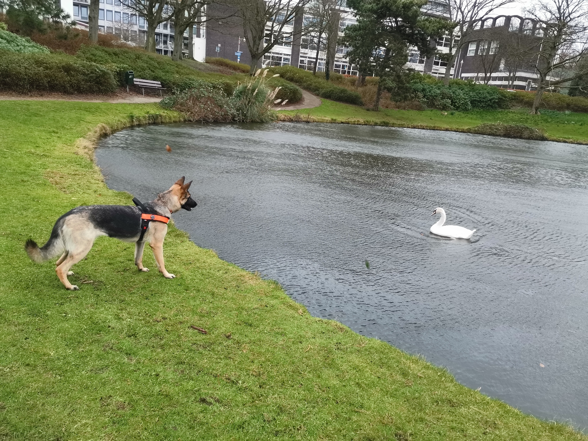 Unexpected meeting - My, Dog, German Shepherd, Swans, Astonishment