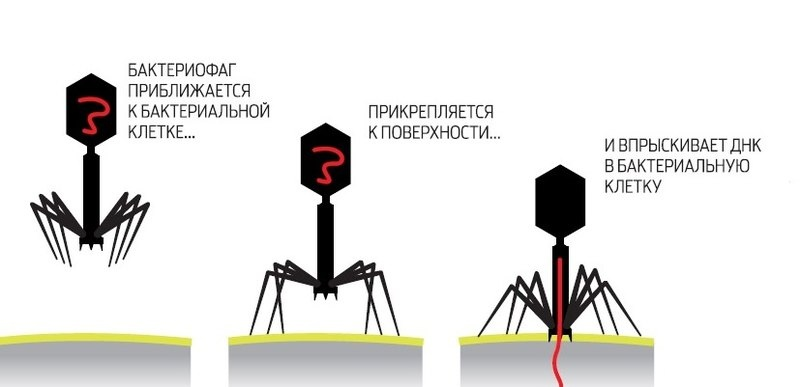 Immunity (part 2) Intrigues of the cell yard - Cat_cat, Story, Immunity, Cell, Biology, Virus, Longpost