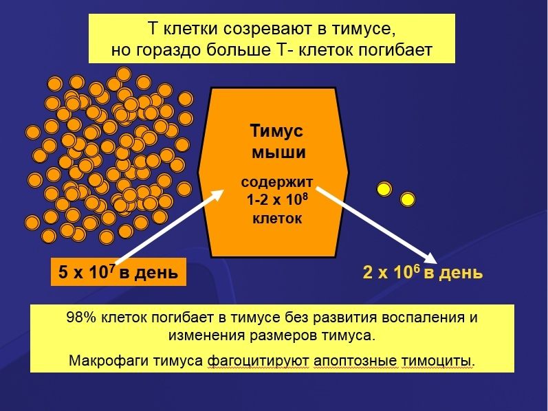 Immunity (part 2) Intrigues of the cell yard - Cat_cat, Story, Immunity, Cell, Biology, Virus, Longpost