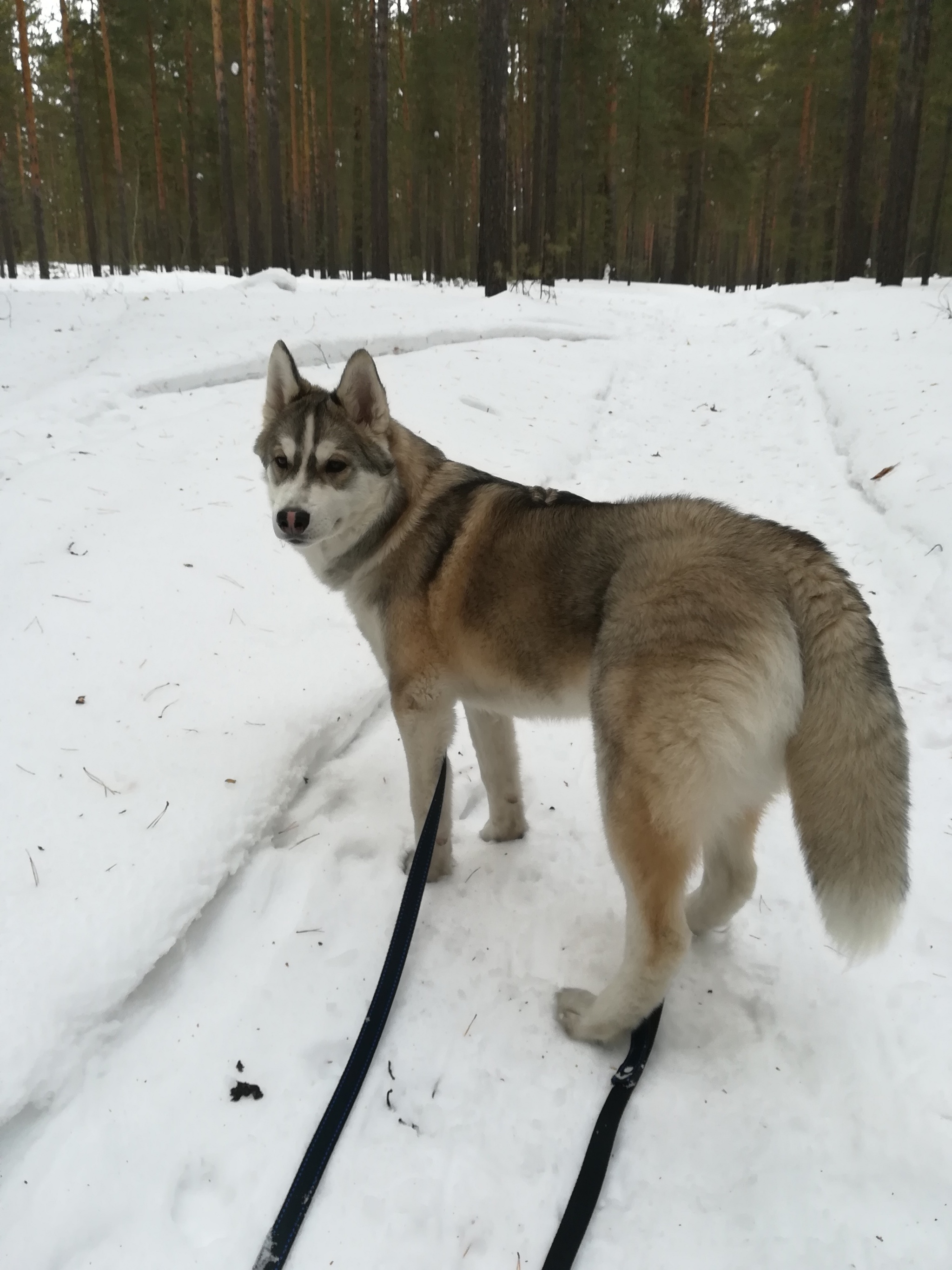 Husky and winter forest - My, Husky, Dog, Longpost