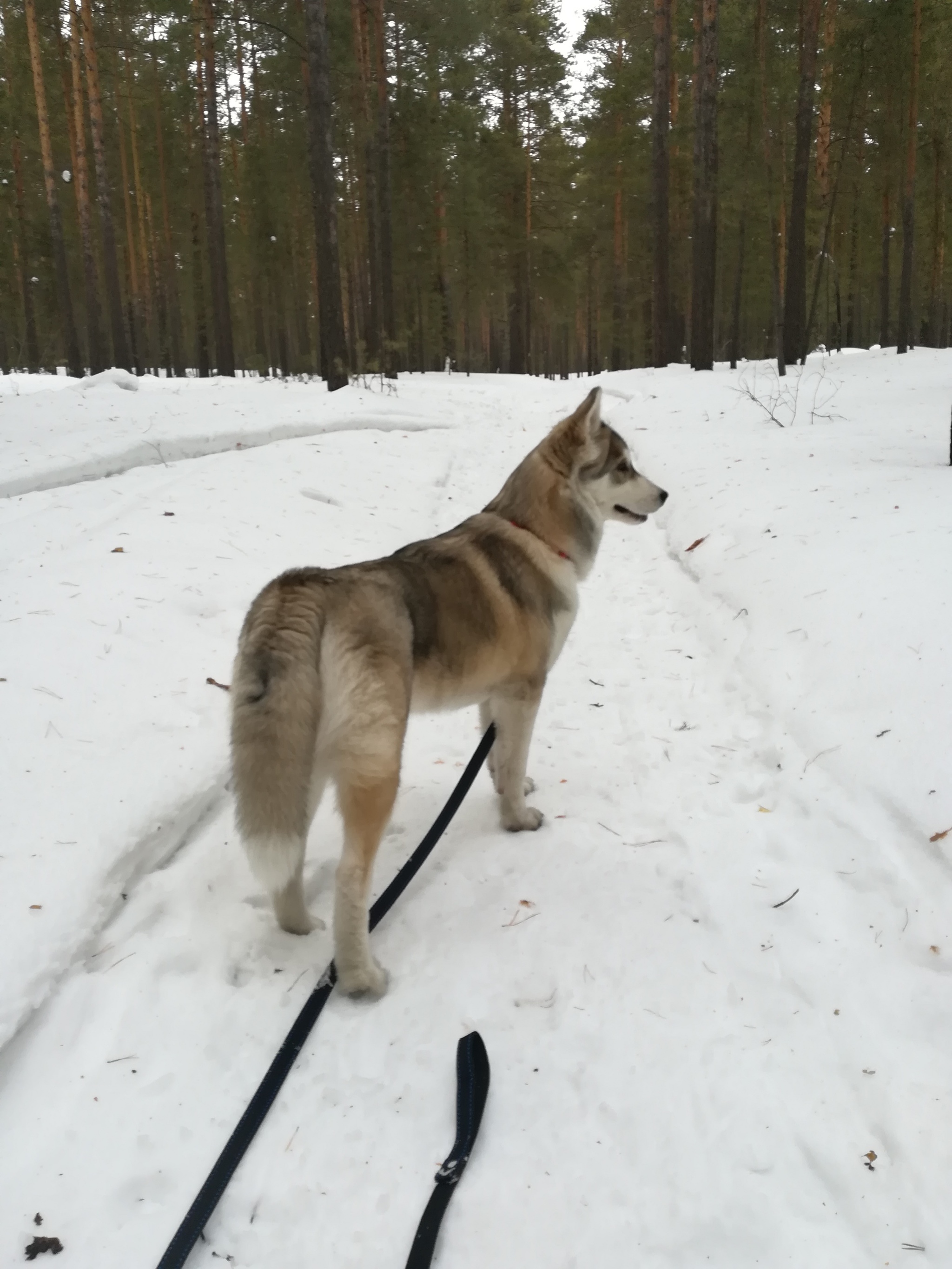 Husky and winter forest - My, Husky, Dog, Longpost