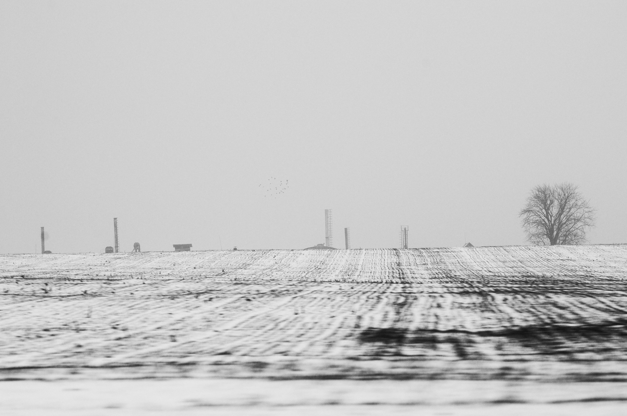 Black and white winter in Belarus - My, The photo, Black and white photo, Black and white, Nikon, Photographer, Longpost