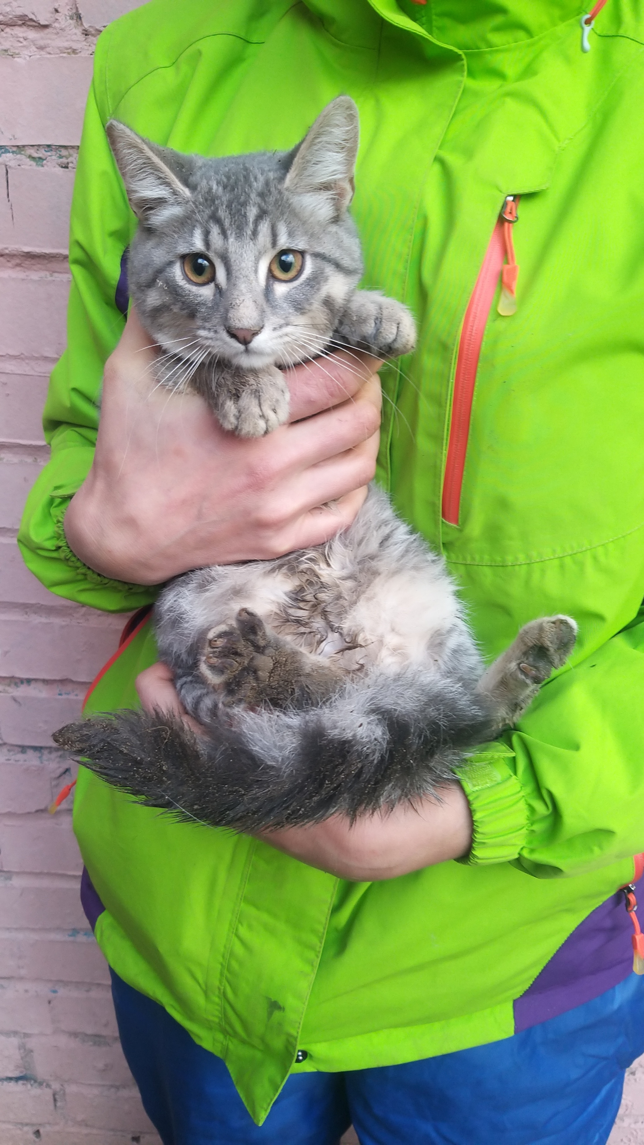 An affectionate gray kitten is looking for its home. St. Petersburg and Leningrad region - My, cat, No rating, In good hands, Saint Petersburg, Leningrad region, Longpost