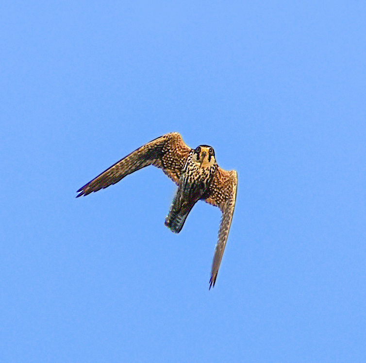 Hobby - My, Birds, Ornithology, Schelkovo, Nature, Photo hunting, Falcon, Hobby, Moscow region, Video, Longpost