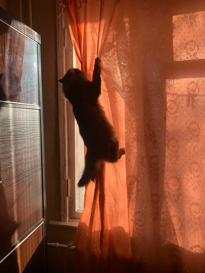 I won't get enough sleep - My, cat, Curtains, Dream, Longpost