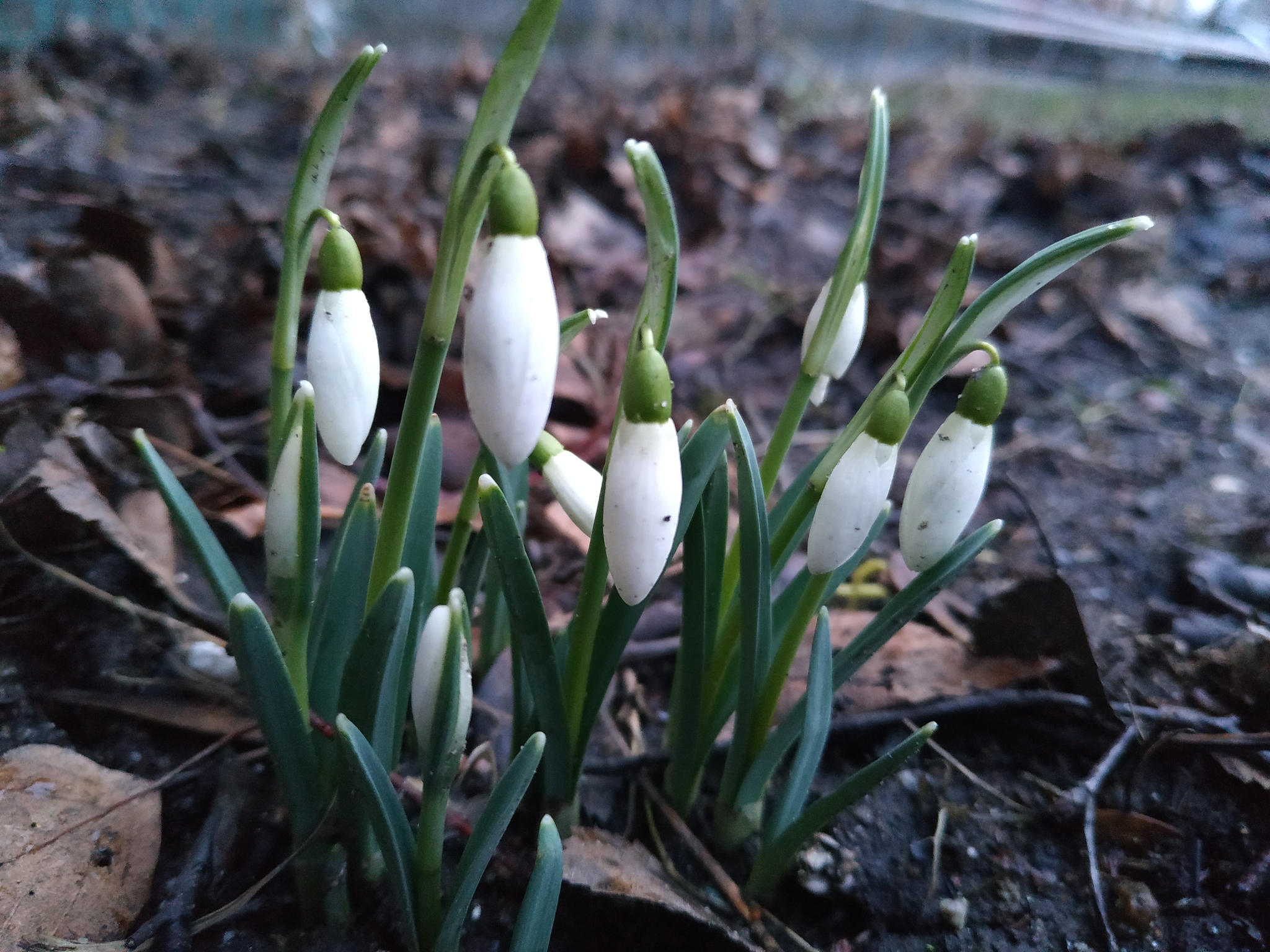 This is winter... - My, Snowdrops flowers, Avtovo, Winter