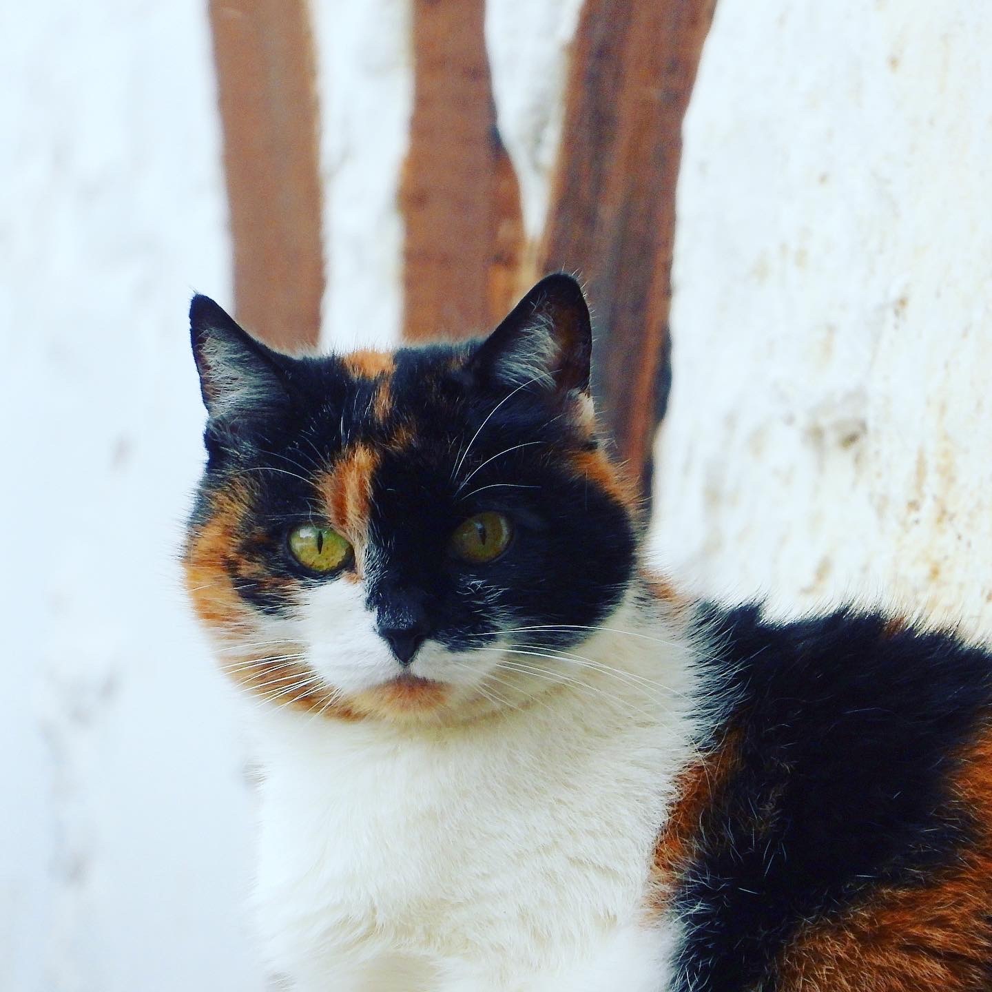 Kitty - Three-flowered - My, cat, Fat cats, Village, The photo, Tricolor cat