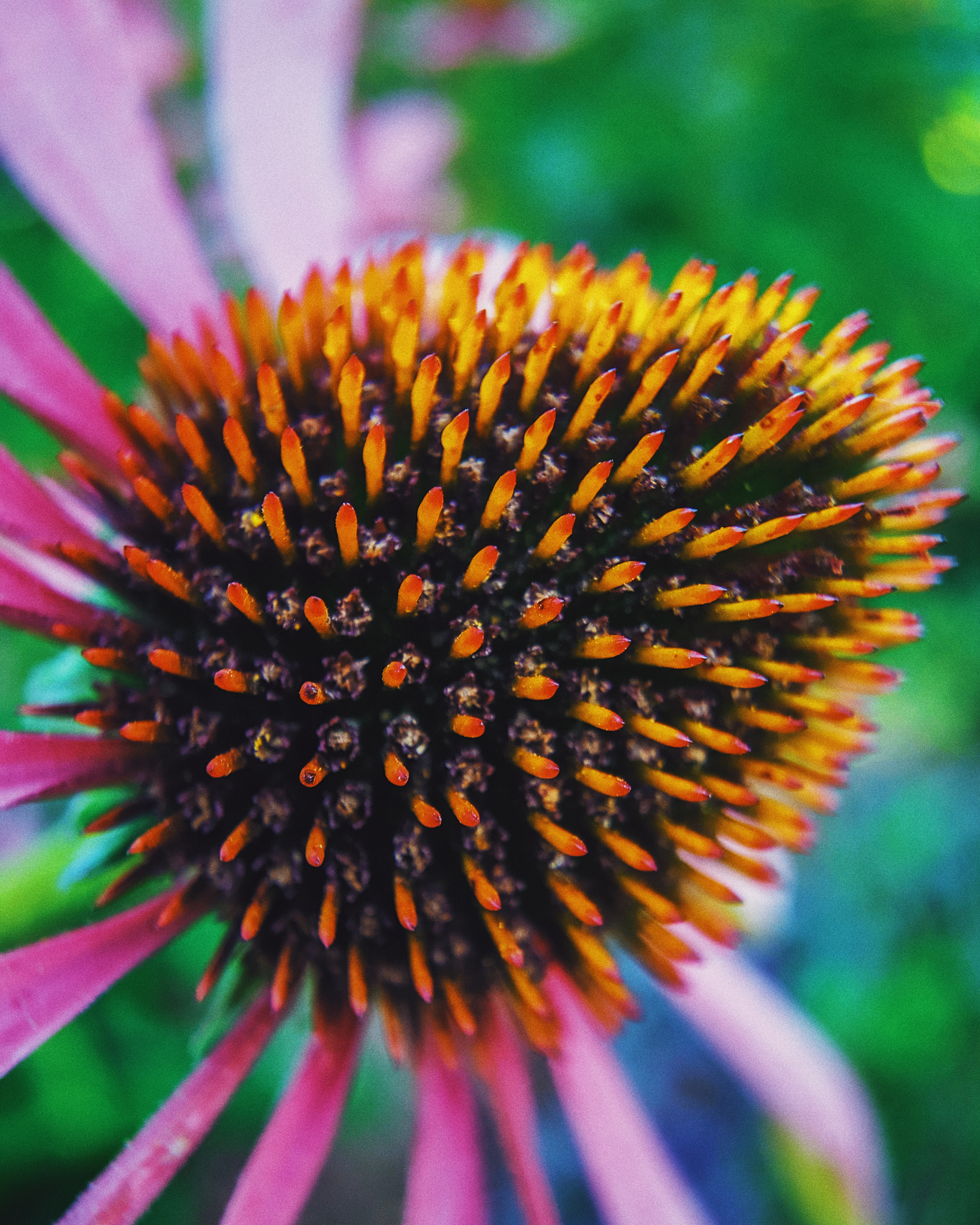 Reply to Indian Guy Takes Amazing Macro Photos of Insects Using His Smartphone - My, The photo, Mobile photography, Macro photography, India, Insects, Reply to post, Longpost