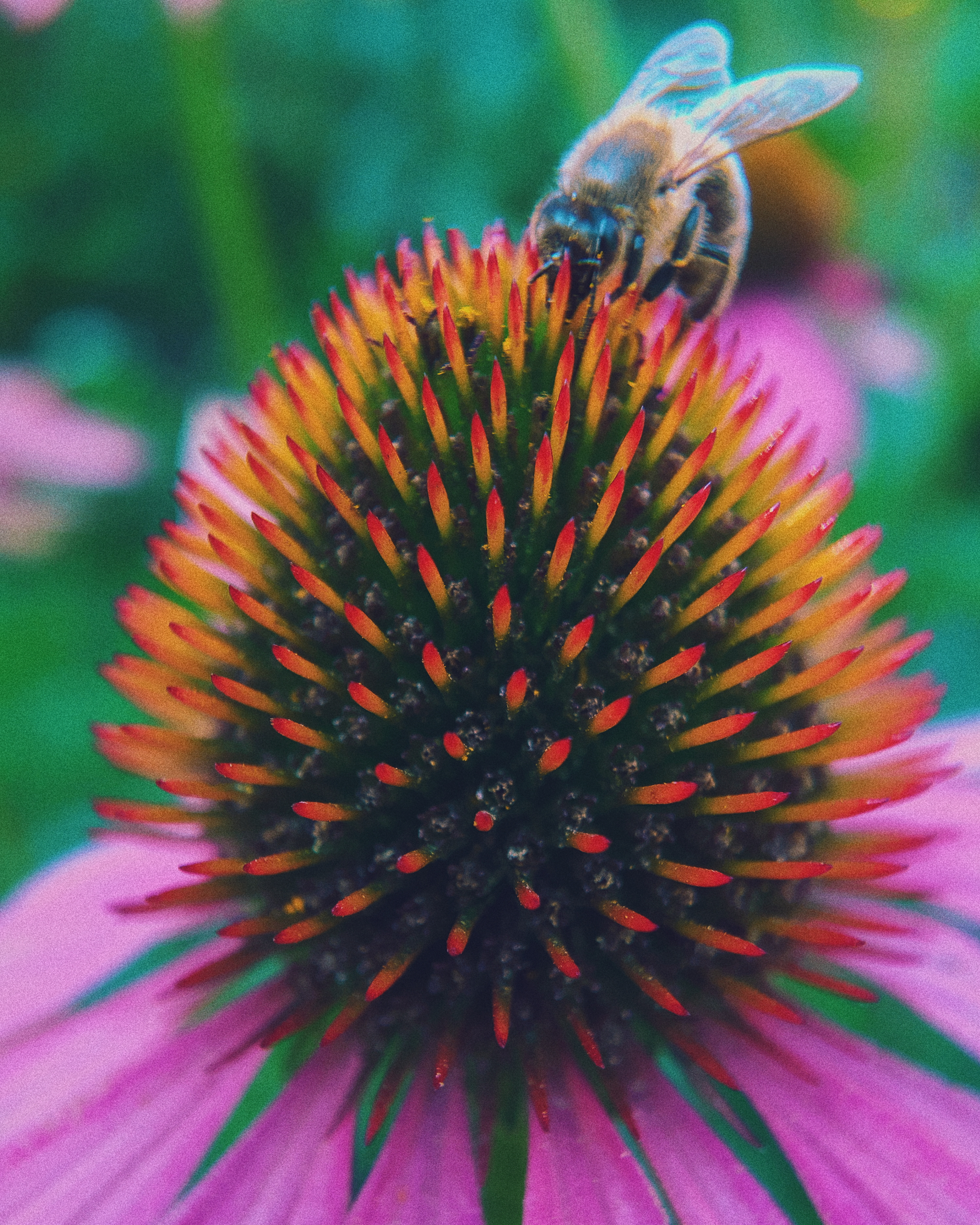 Reply to Indian Guy Takes Amazing Macro Photos of Insects Using His Smartphone - My, The photo, Mobile photography, Macro photography, India, Insects, Reply to post, Longpost