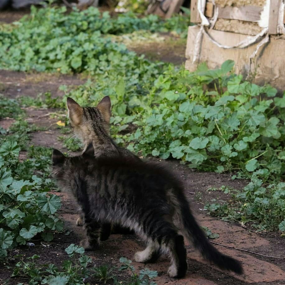 Деревенские коты - Моё, Кот, Котомафия, Длиннопост