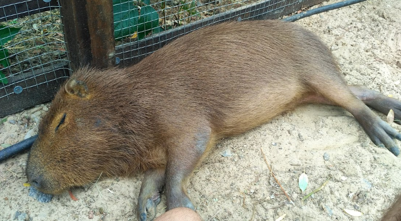 How I worked at the zoo, episode three - My, Tapir, Capybara, Nutria, Video, GIF, Zoo, Longpost