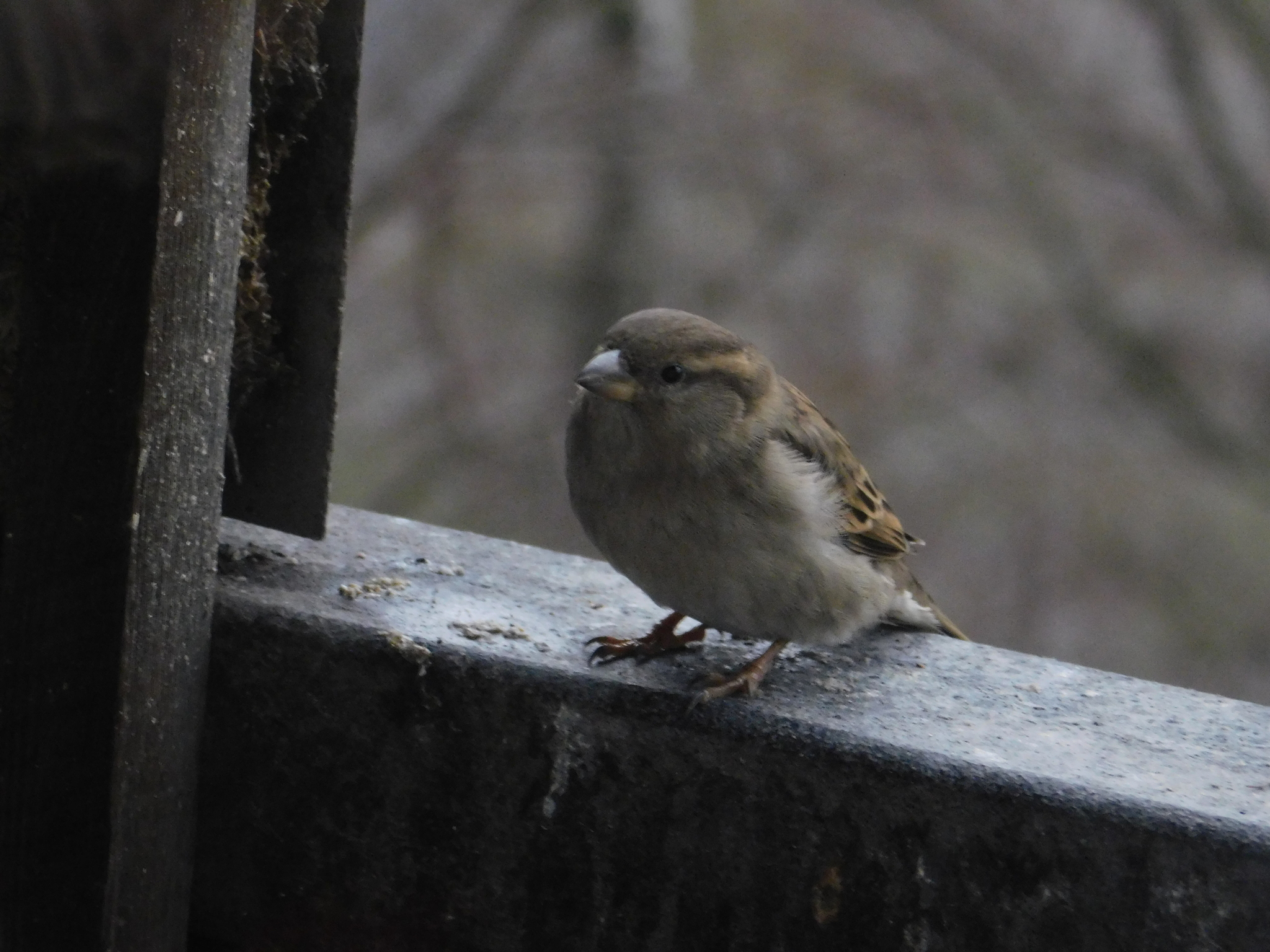 House sparrows on the balcony - My, Sparrow, Bird watching, Saint Petersburg, Ornithology, Longpost