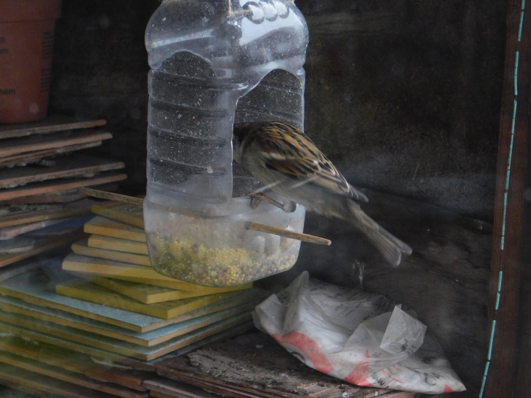 House sparrows on the balcony - My, Sparrow, Bird watching, Saint Petersburg, Ornithology, Longpost