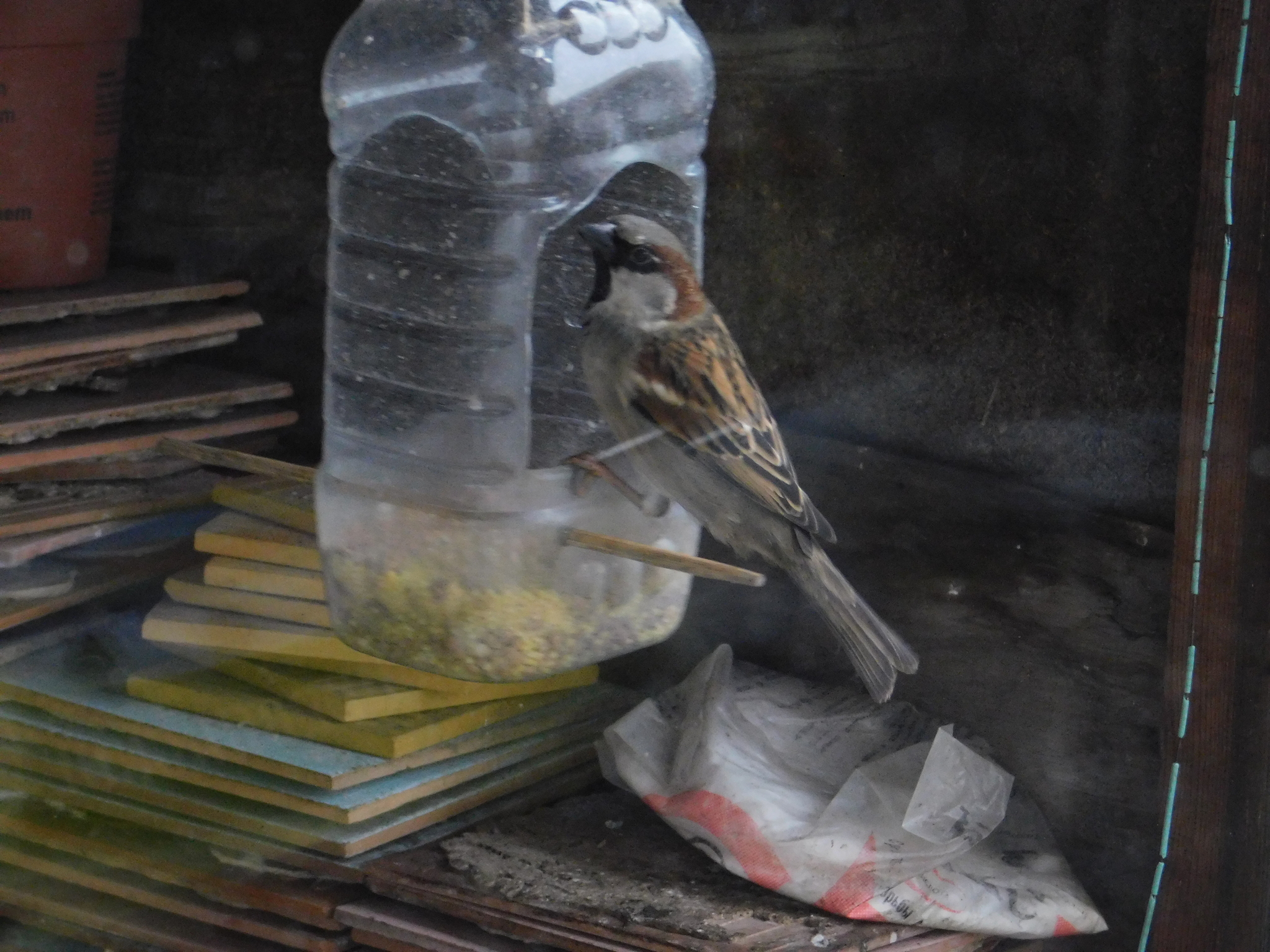 House sparrows on the balcony - My, Sparrow, Bird watching, Saint Petersburg, Ornithology, Longpost