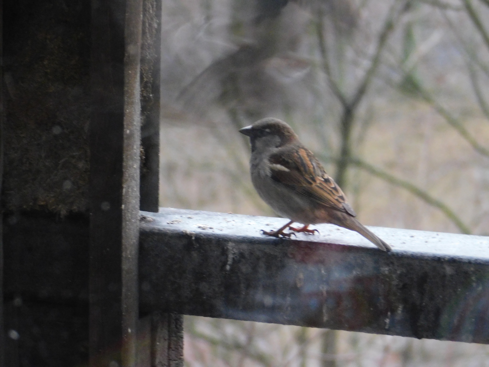 House sparrows on the balcony - My, Sparrow, Bird watching, Saint Petersburg, Ornithology, Longpost