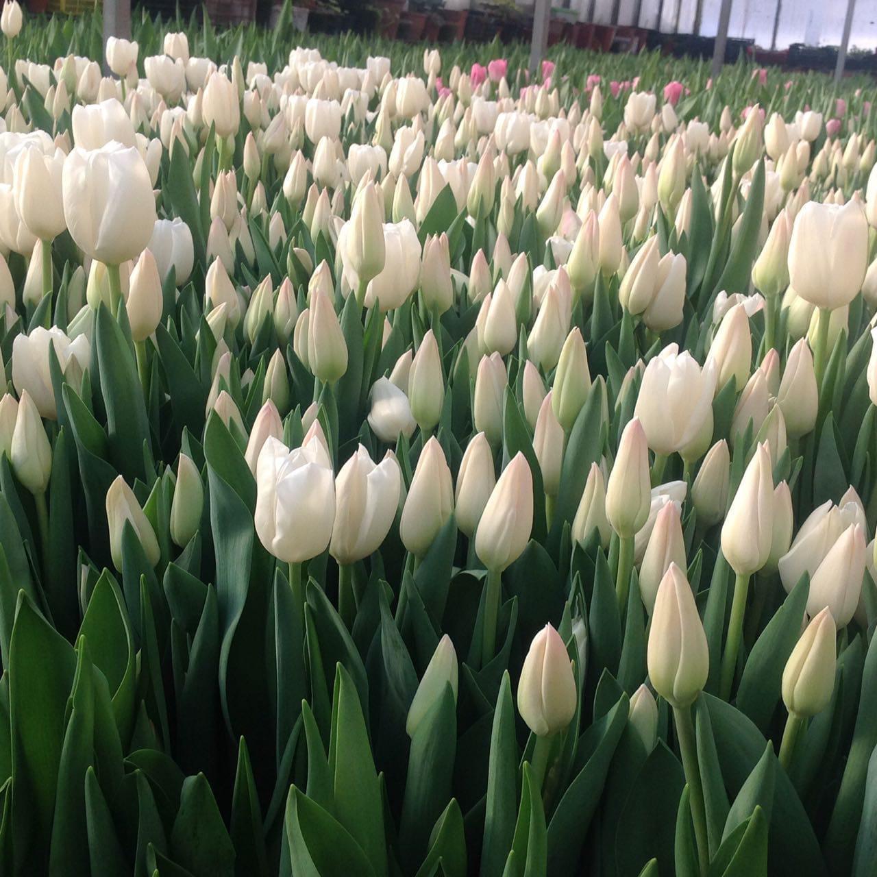 It's time to pick tulips - My, Tulips, The photo, Greenhouse, Longpost