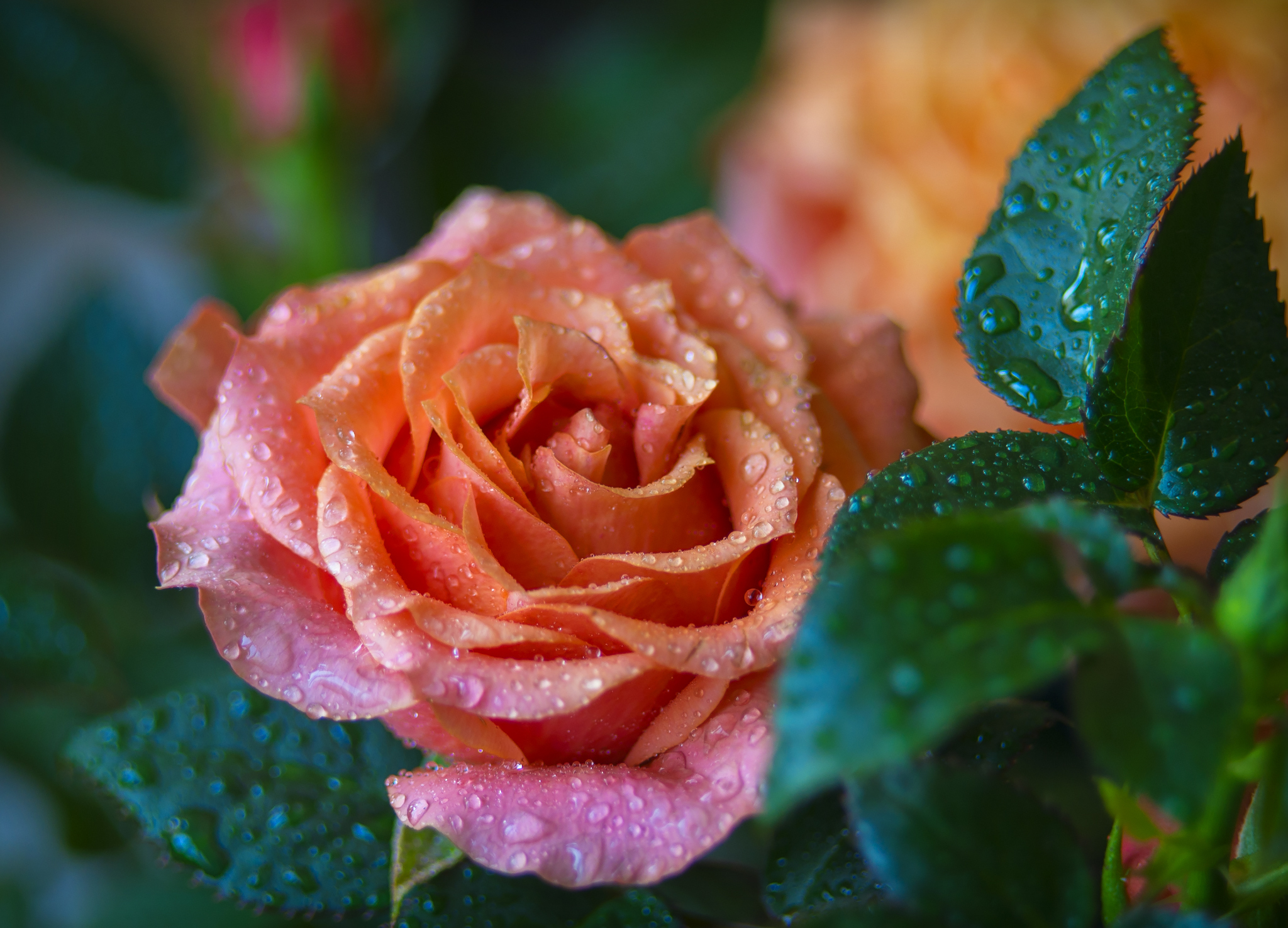 About indoor rose - My, the Rose, Macro photography, Helios, Longpost