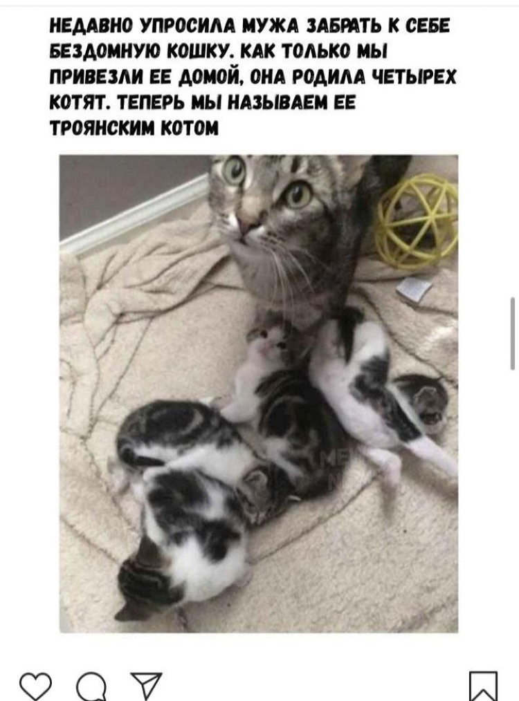 Троянский кот | Пикабу