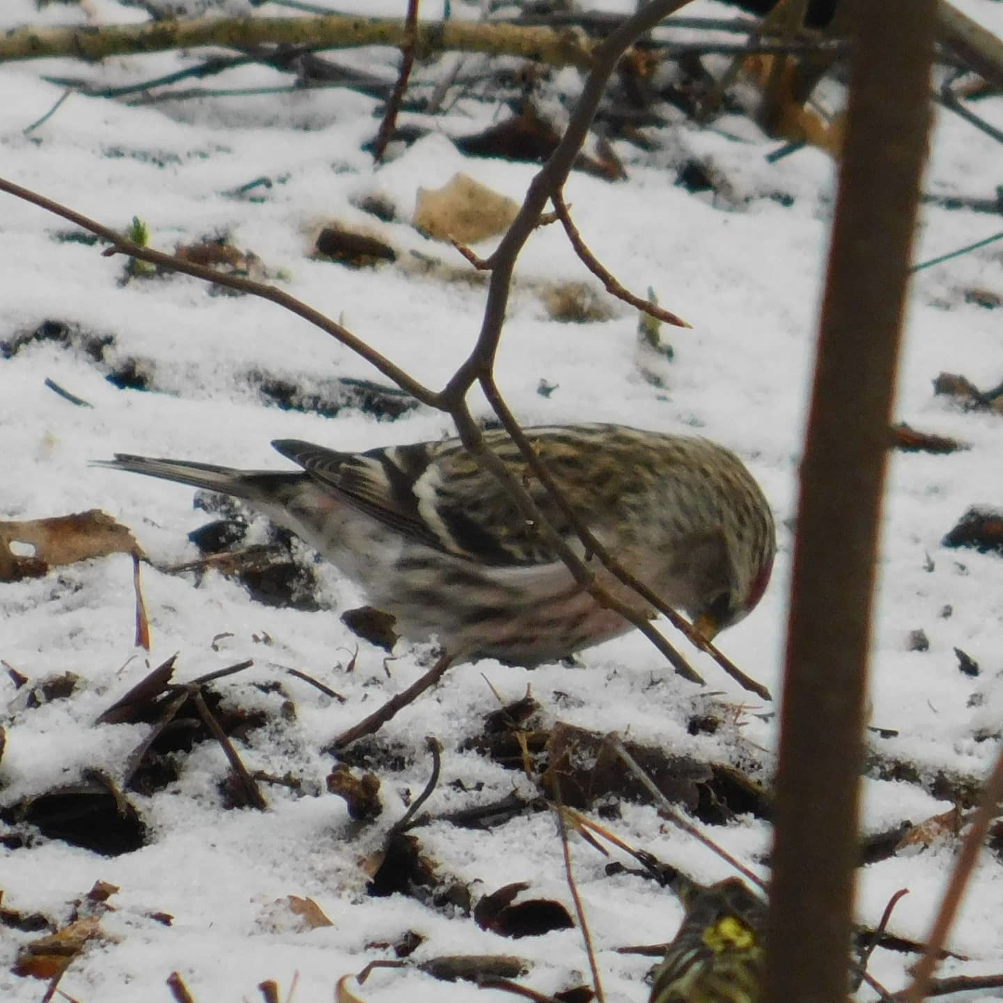 Tap dancing in a flock of siskins. Sosnovka Park. 02/15/2020 - My, Ornithology, Sosnovka Park, Saint Petersburg, Bird watching, Family finchidae, Video, Longpost