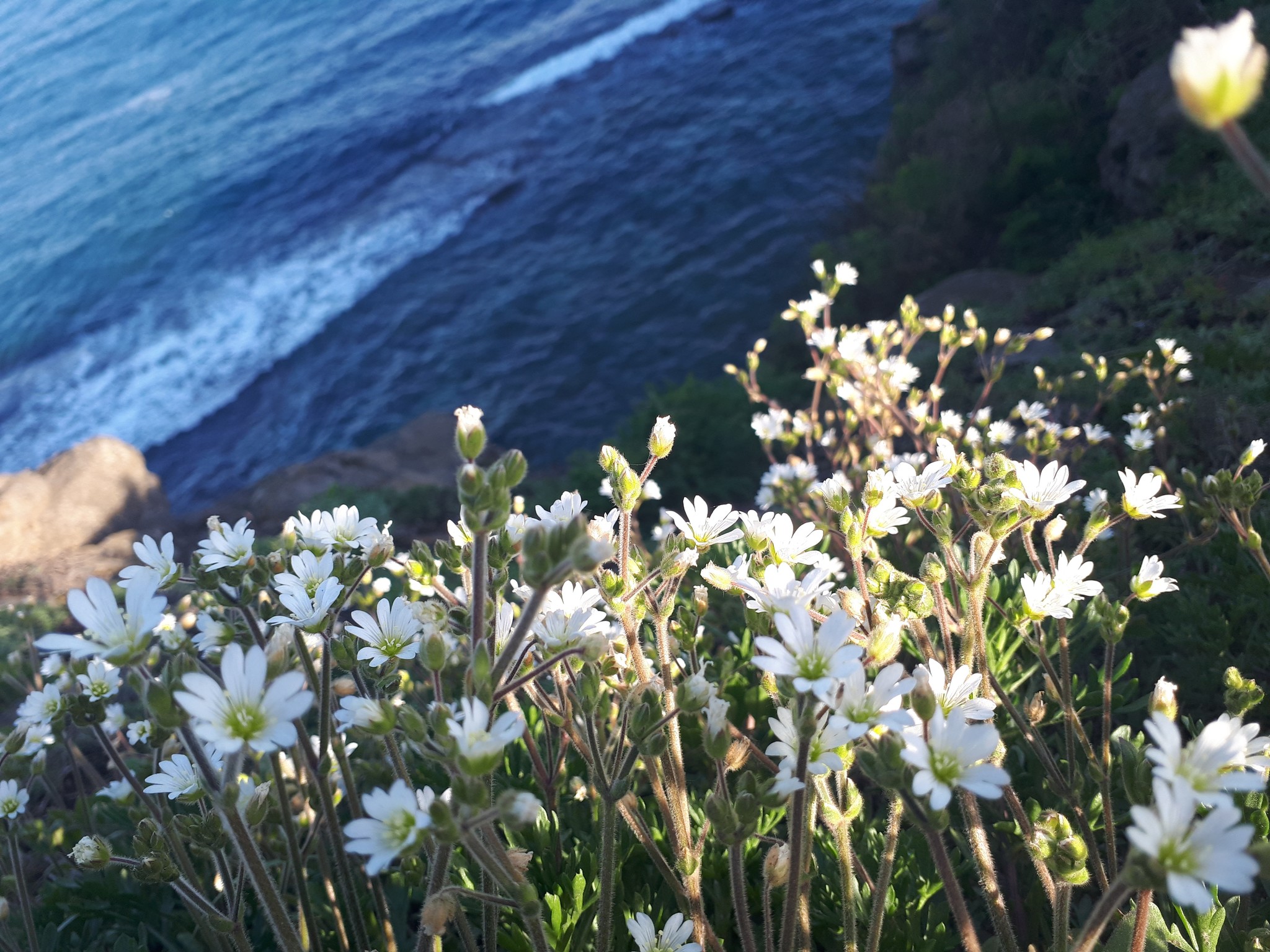 Just a piece of summer - My, Cape Tobizina, The photo, Summer, Longpost