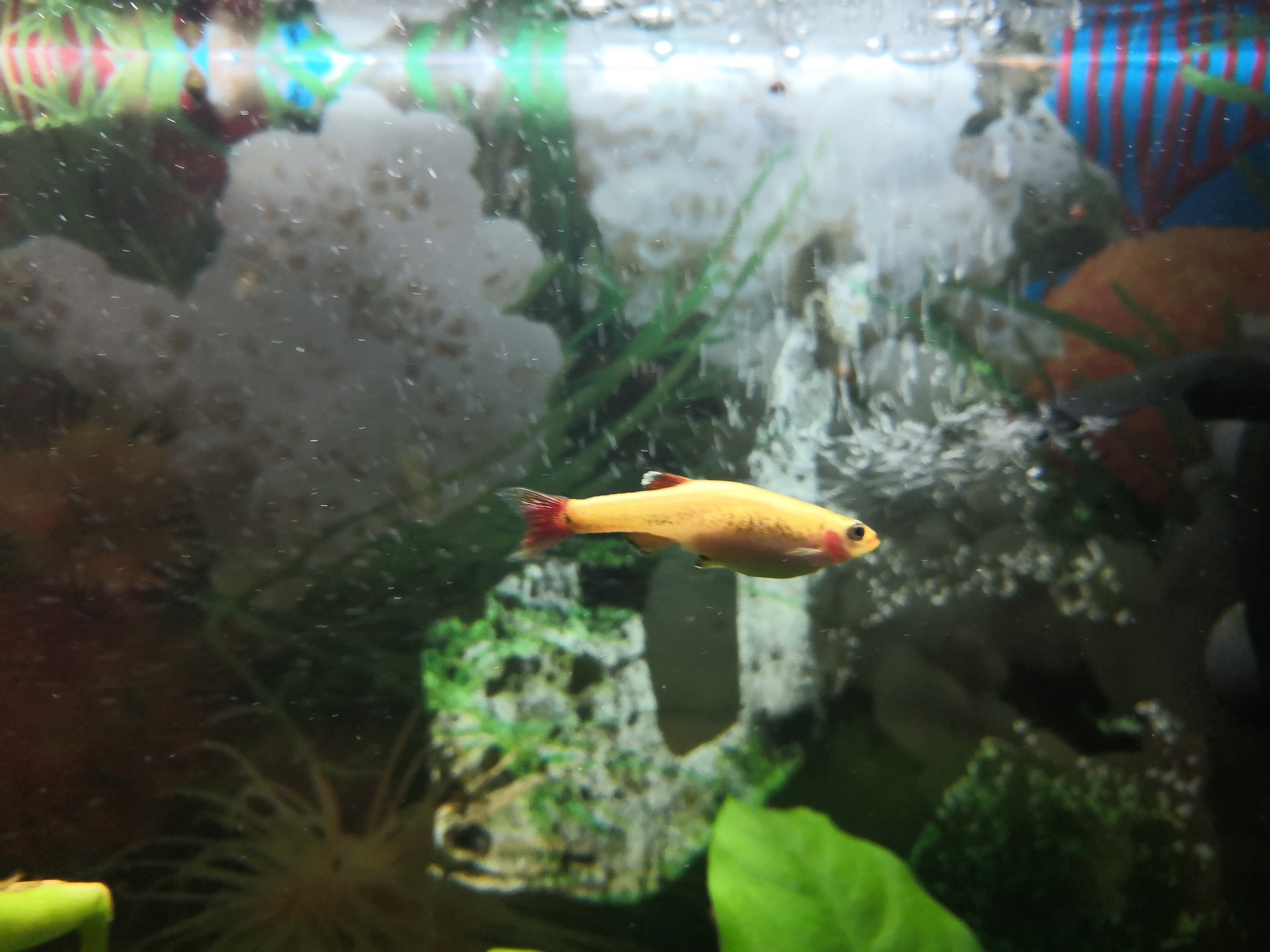 Help me identify what kind of fish this is - My, Aquarium, Aquarium fish, Beginning