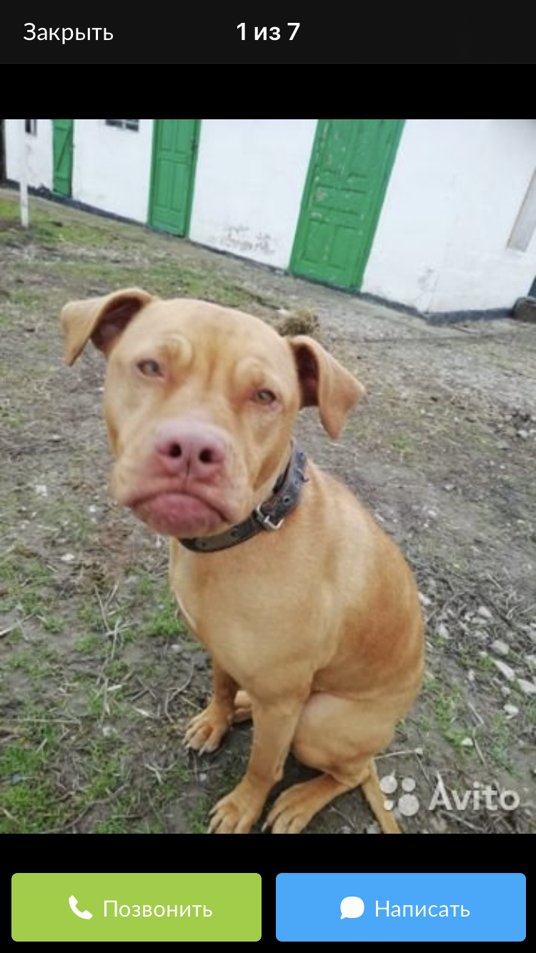 Here it is, the pit bull is given away - Dog, In good hands, Краснодарский Край, Longpost, No rating, Pitbull