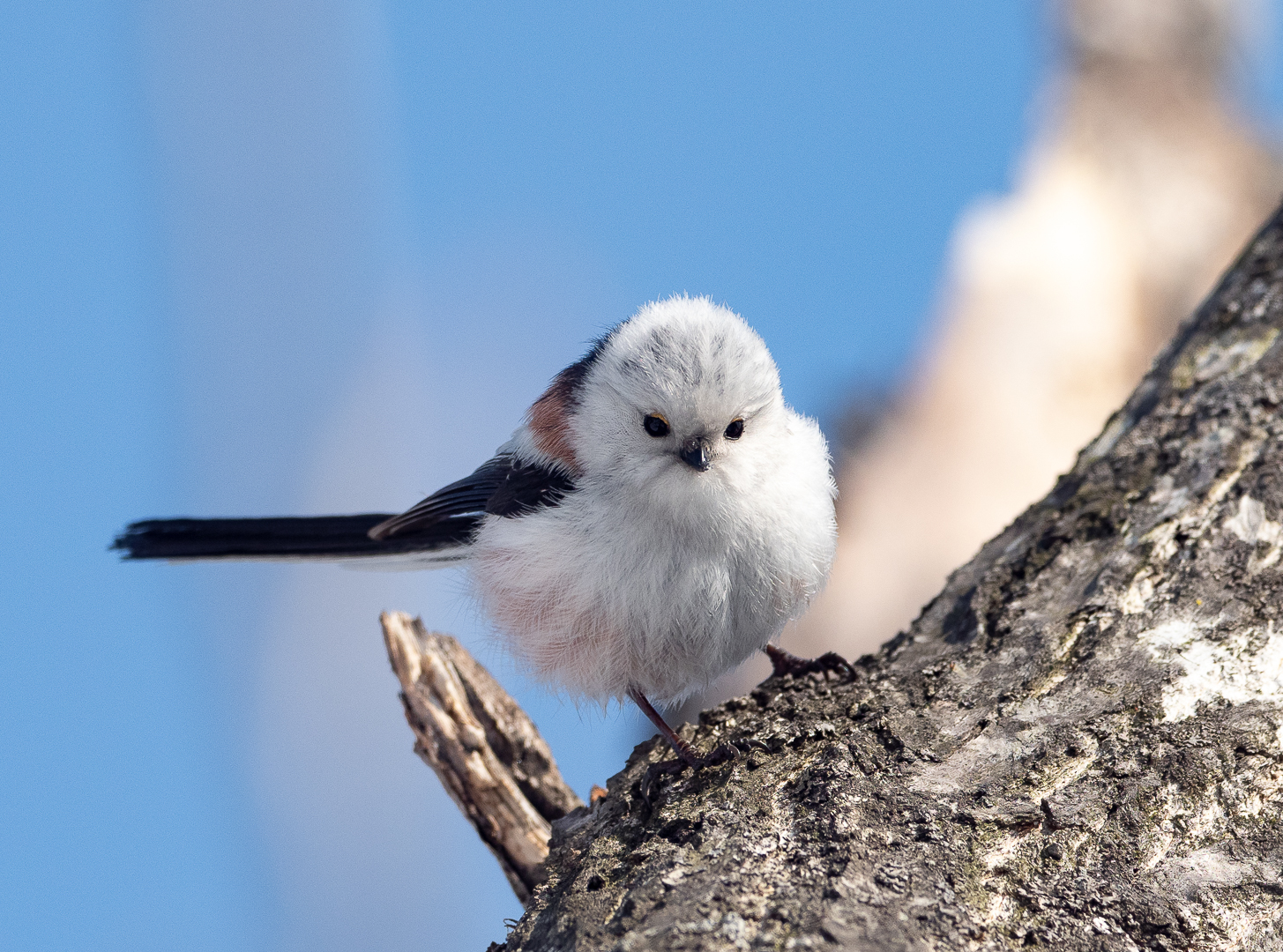 Polovnik - My, Opolovnik, Long-tailed, Milota, Longpost