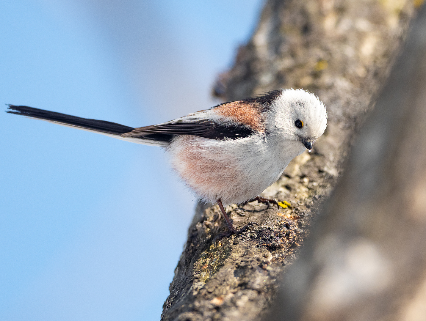 Polovnik - My, Opolovnik, Long-tailed, Milota, Longpost