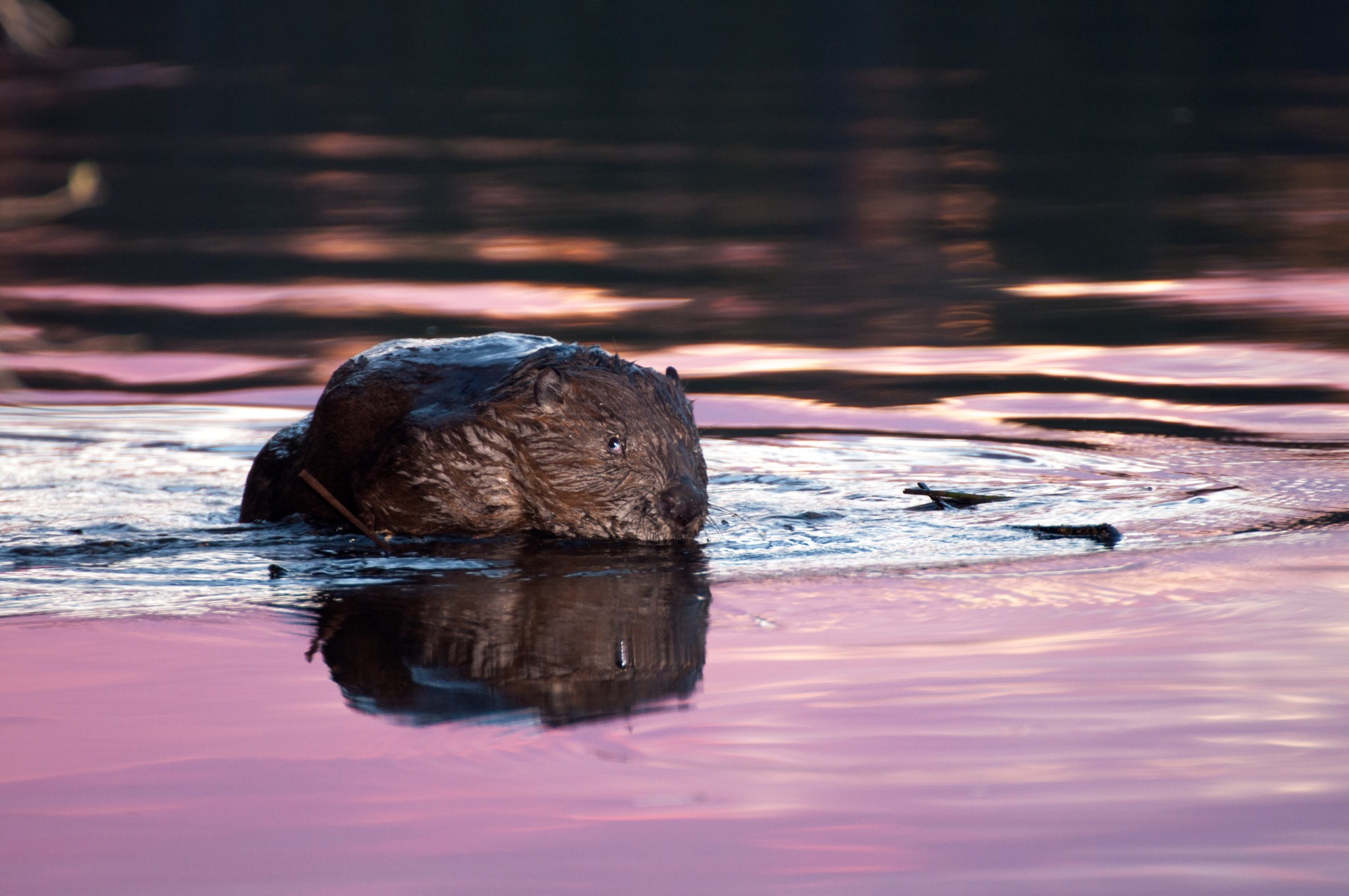 Rodent - My, Nature, Sunset, The photo, Beavers