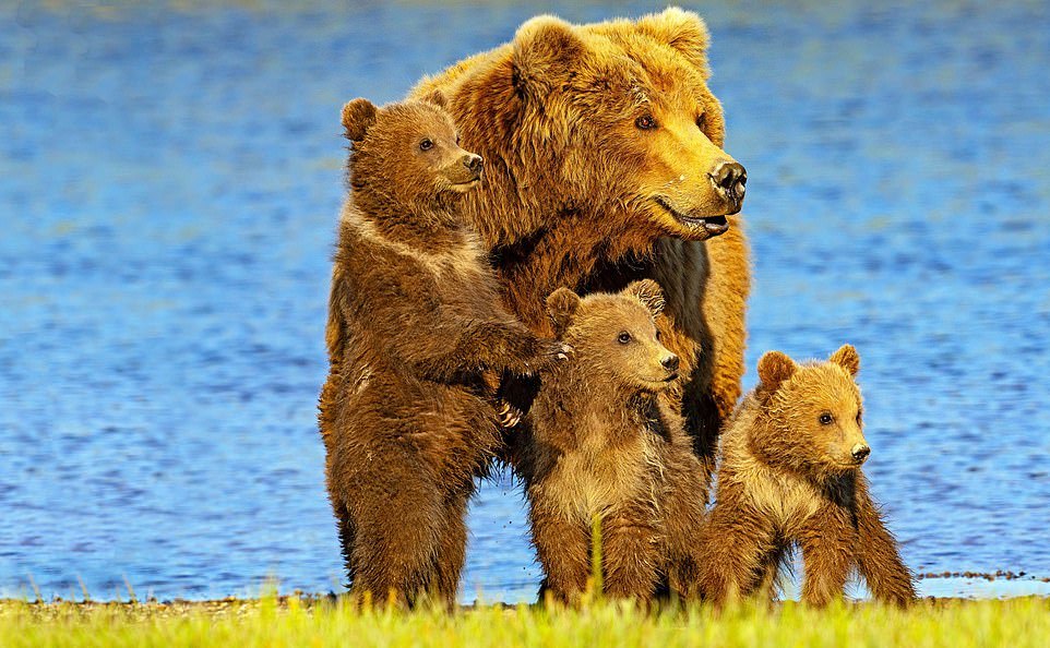 Large bear family - The Bears, Young, Longpost