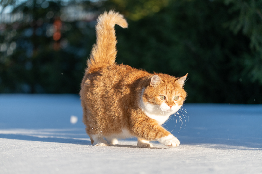 Red on Fridays - My, cat, Catomafia, The photo, Longpost